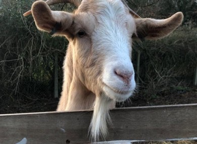 Goat fence